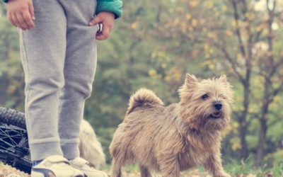 ¿Las mascotas son beneficiosas para los niños? Sí